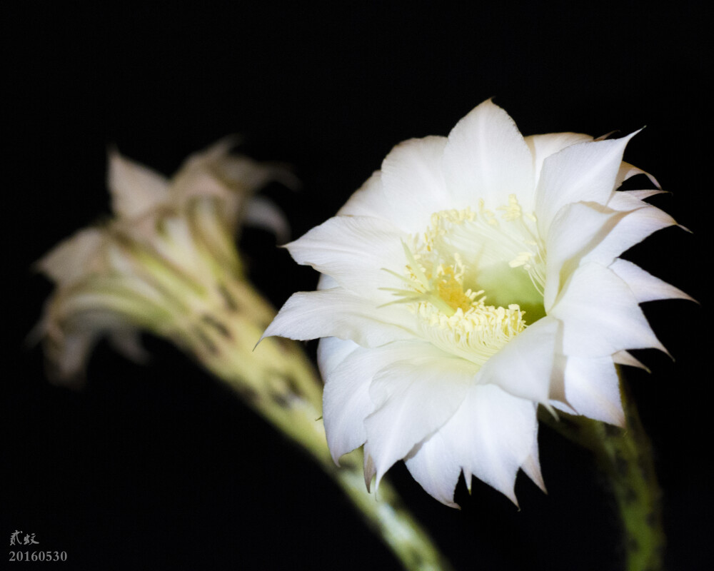 2016.5.30。白花草球两朵盛开。