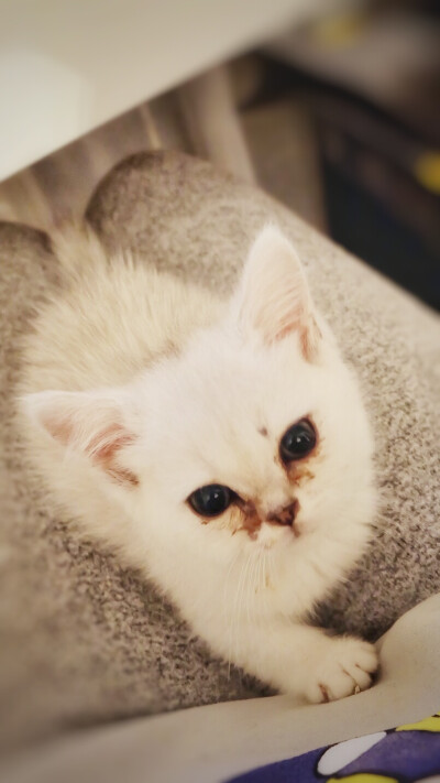 刚到家，小小的，萌一脸