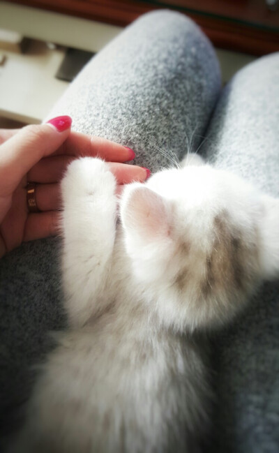 福福第一次把小爪交给了姐姐