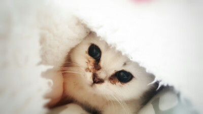 在棉服里捂着呢