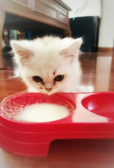 喝猫奶粉都漏了