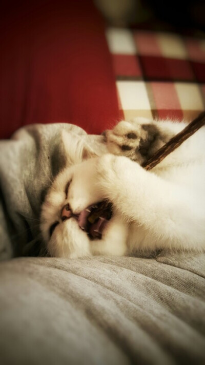 忘情地咬磨牙棒