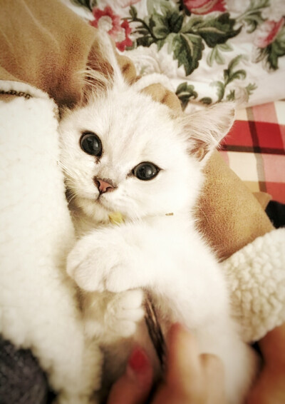 各种喜欢赖在人怀里