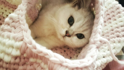 藏在姐姐织的猫窝里