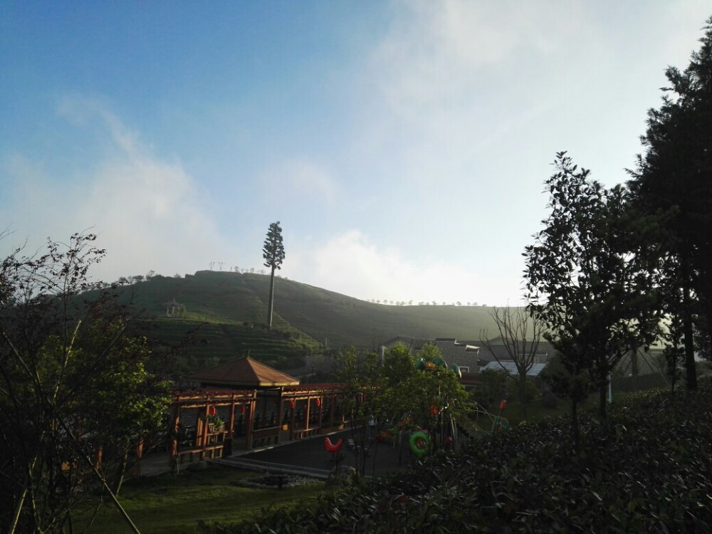 雨后茶山