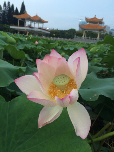 荷花开落几人知