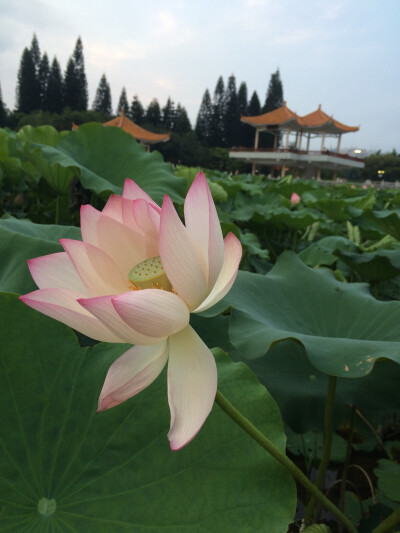 荷花开落几人知