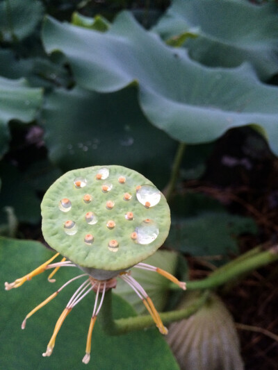 荷花开落几人知