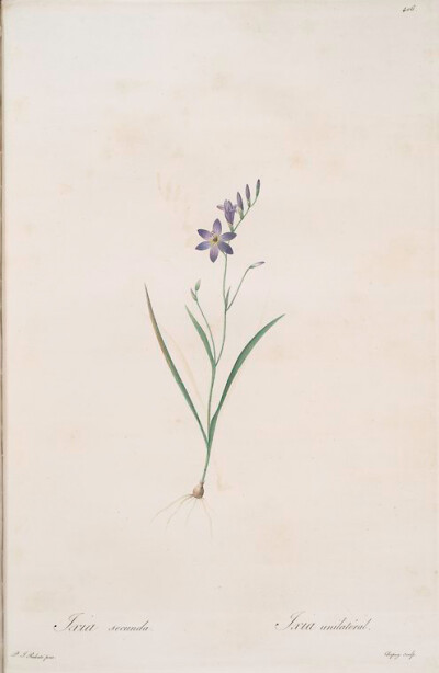 Ixia secunda