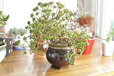 小人祭。和金钱木一起地摊上买的，当时不知道名字，只觉得挺好看的，小小的却长的苍劲茂盛就买了，好像花了15米吧。