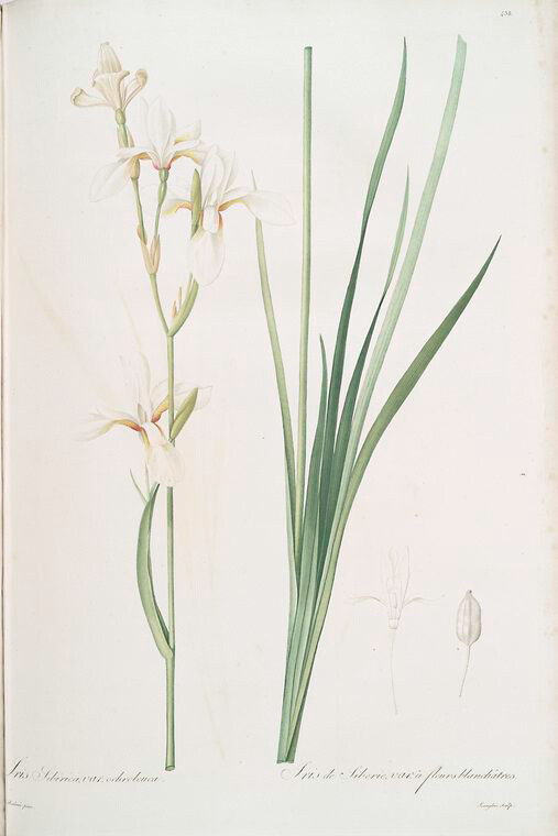 Ixia sibirica var. ochroleuca