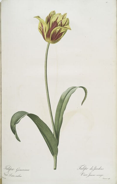 Tulipa Gesneriana var. luteo-rubra