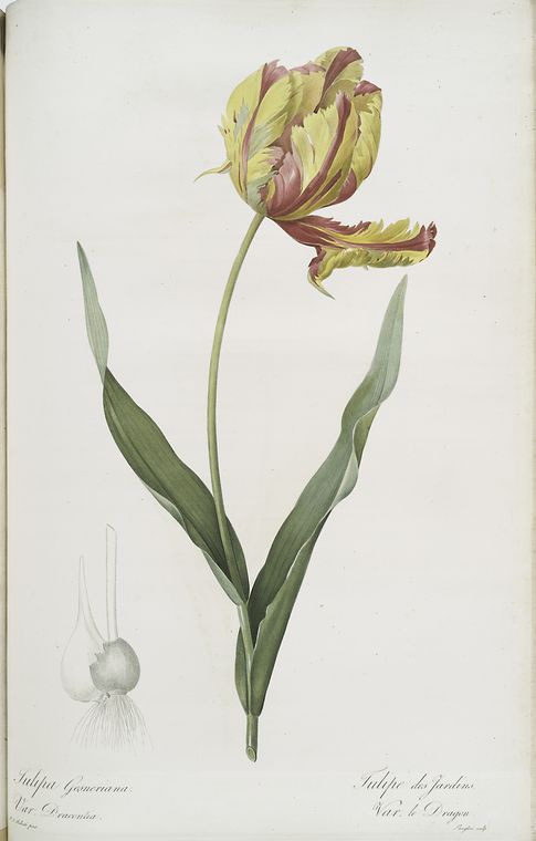 Tulipa Gesneriana var. Dracontia