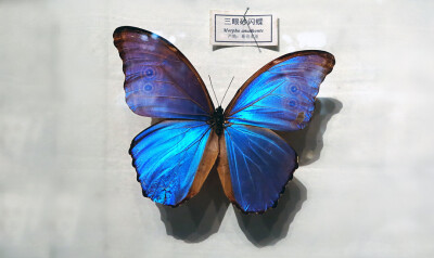 蝴蝶