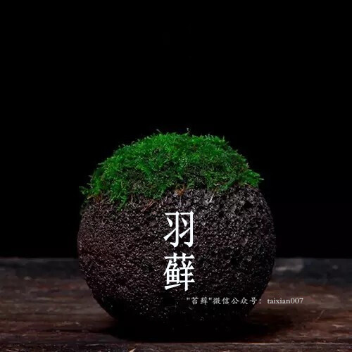 创意苔藓盆栽，微信公众号：taixian007