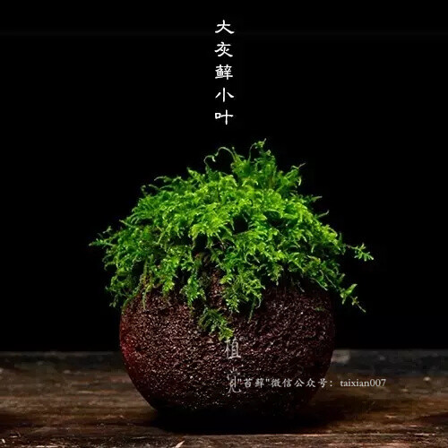 火山盆苔藓盆栽，微信公众号：taixian007