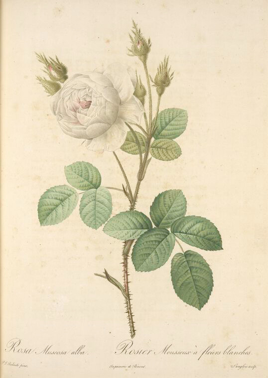 Rosa Muscosa Alba