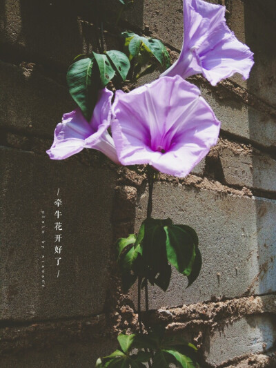 手机拍，牵牛花