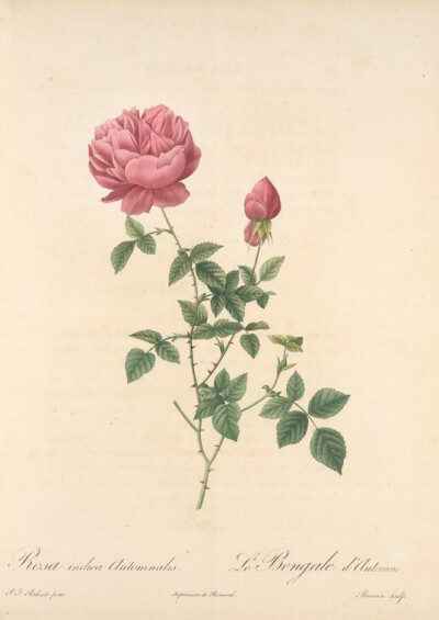  Rosa Indica Automnalis