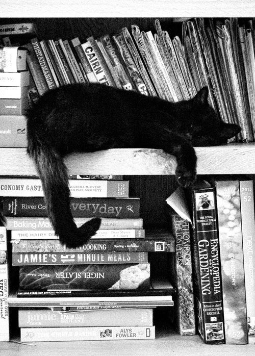 Little black Kitty loves reading 我的小黑猫爱看书❤ from Pinterest