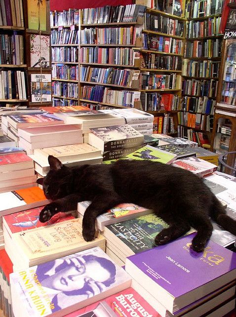 天堂一定是图书馆的模样 天使就像爱读书的小黑猫~ from Pinterest