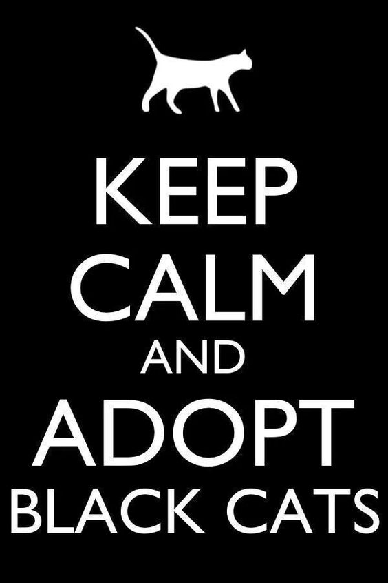 keep calm and adopt a black Kitty ❤～ from Pinterest