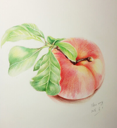 彩铅手绘，桃子，水蜜桃，《夏之绘》临摹