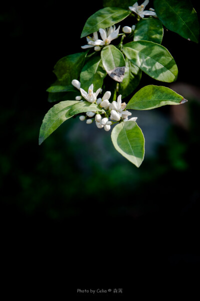 森篱摄影：花