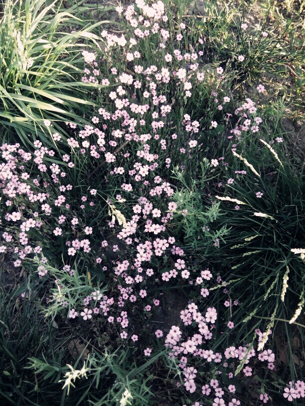 小花花