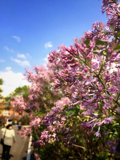 丁香原来长这个样子