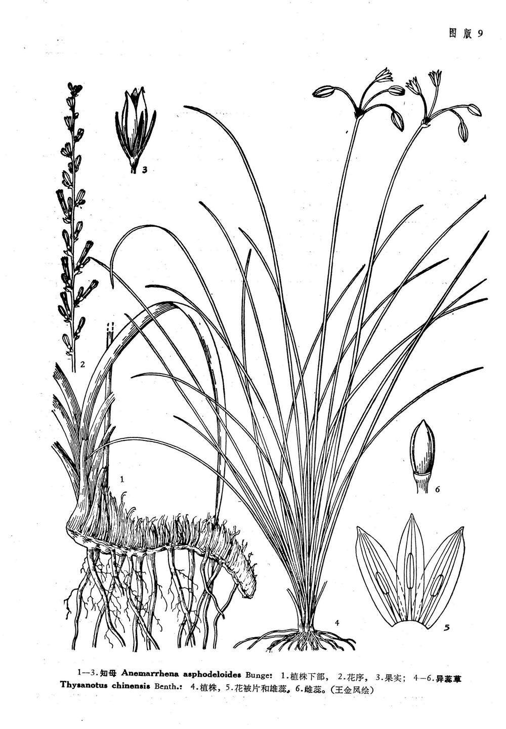 知母:根茎类，百合科。清热泻火，滋阴润燥。善清上中下三焦之热。