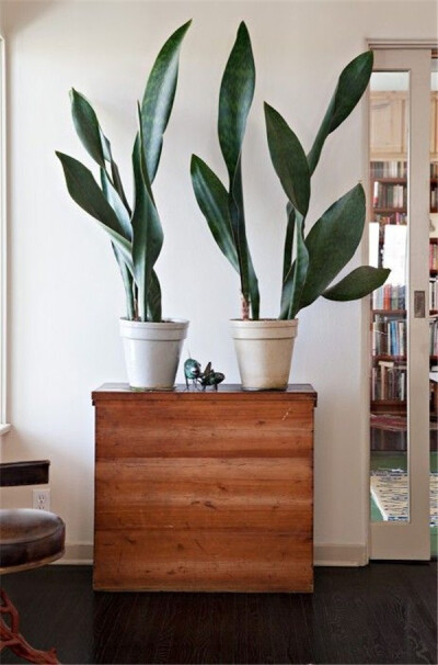 摆放一些绿植已经是室内布置的常见手法，但你有没有试过在较宽阔的客厅、书房、起居室内摆放一些长势特别“疯狂”的大型植物，让绿色填满整个空间，别样的生机和氛围，带来一种误入雨林的错觉。
