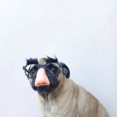 巴哥犬