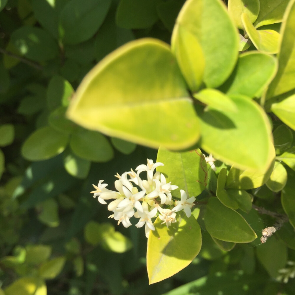 金叶女贞，一种绿化植物。