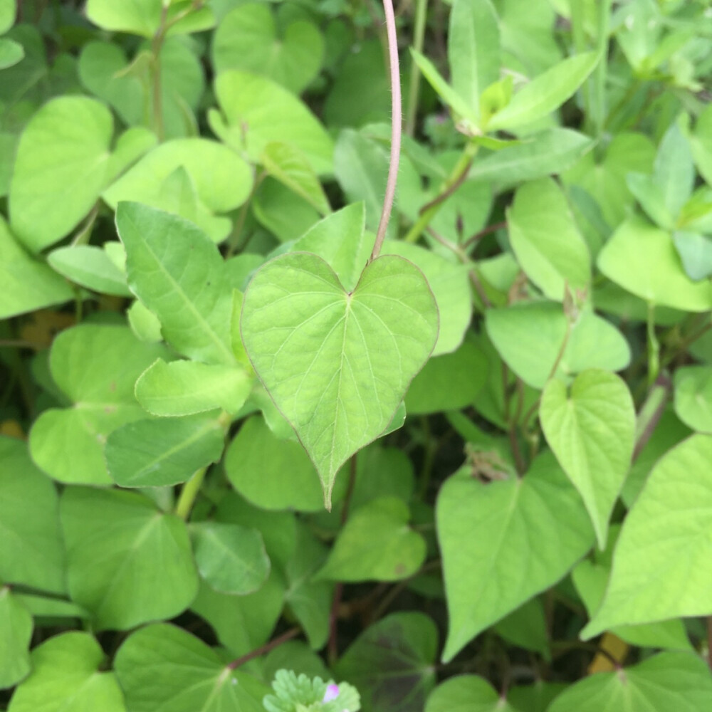 心形叶子，野外好多，藤蔓植物。