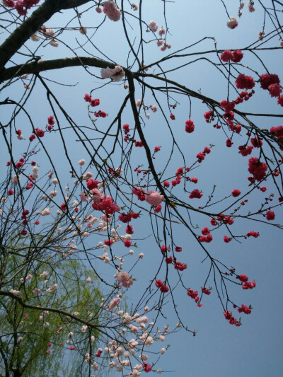 花枝