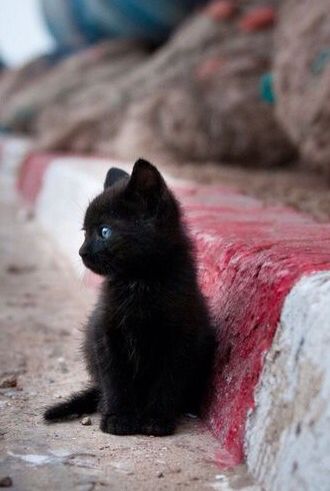 My Little Black Kitty 小黑猫 等待 ❤ From Pinterest