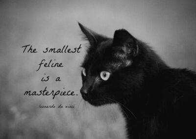 My Little Black Kitty 小黑猫 精致 ❤ From Pinterest
