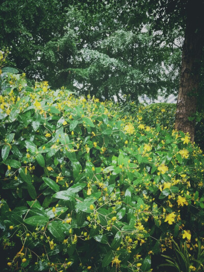 周五。上海。雨。倾盆……
BY:ulrica洛言珏