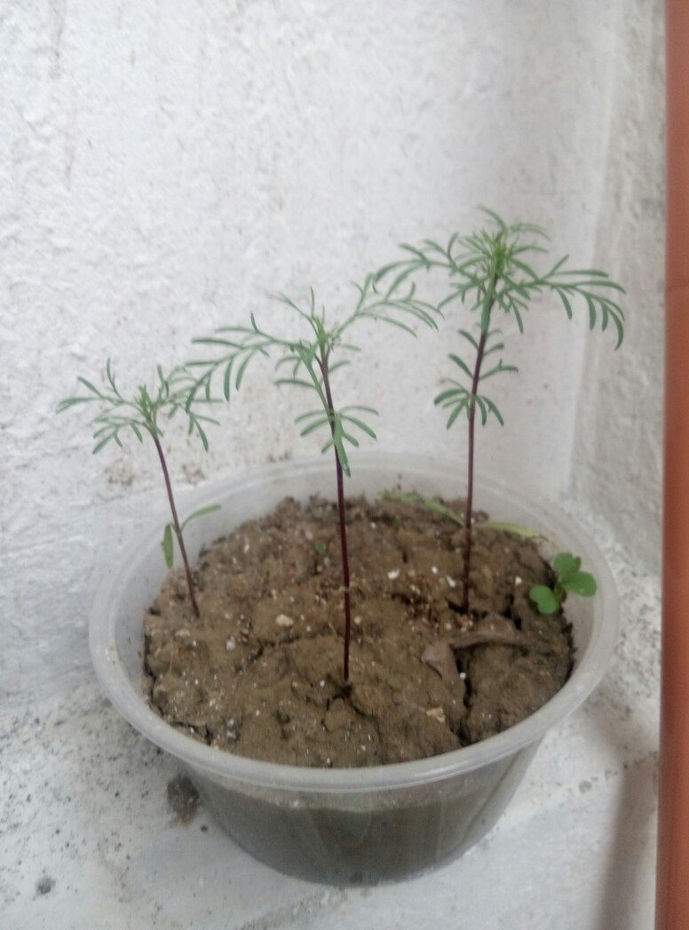 长呀长呀快开花