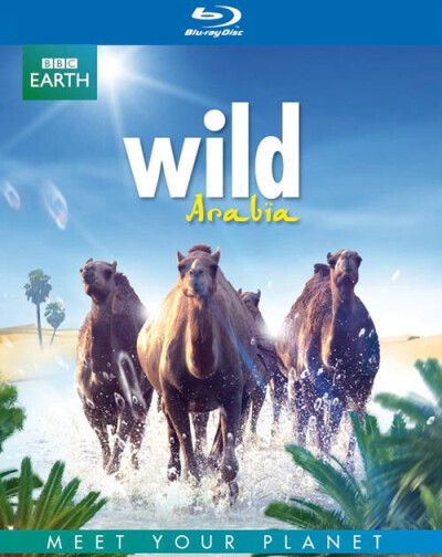 【片名】狂野阿拉伯 Wild Arabia (2013)，【制片国家/地区】英国，【集数】 3集，【单集片长】60分钟，【简介】几十年来，它的神秘魅力和迷人景象一直不为世人所知。狂野阿拉伯半岛首次向世界展示它激动人心的多样地…