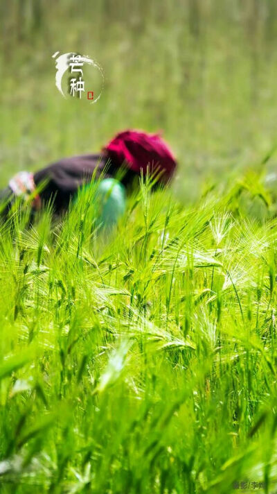 芒种忙中