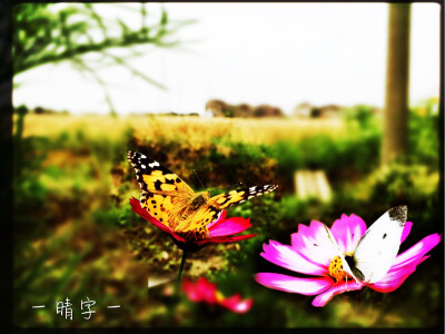 蝶恋花(❁´◡`❁)*✲ﾟ*