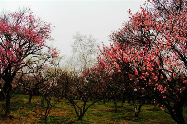 南京梅花山被称为“天下第一梅山”和“中国第一梅花山”，与昆山淀山湖梅园、无锡梅园和武汉东湖梅园并称中国四大梅园，居四大梅园之首。