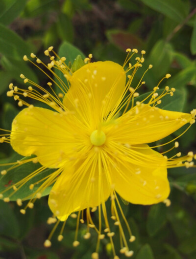 金丝桃花