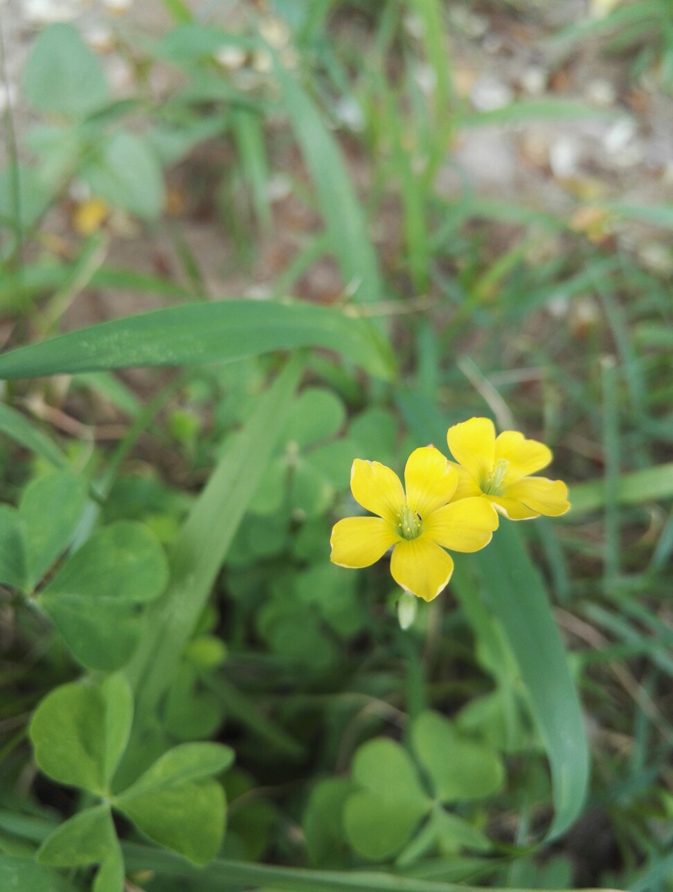 黄花酢将草