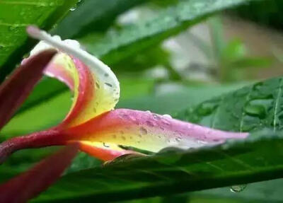 雨中草，露中花@环球摄影杂志