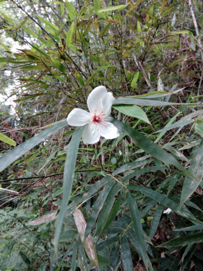 桐子花