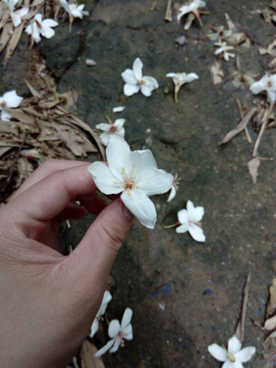 桐子花