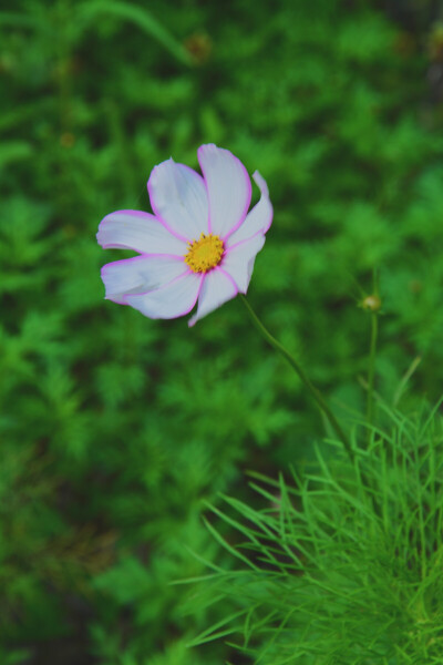 格桑花开满路边的季节开始了